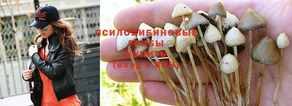 гашик Зерноград