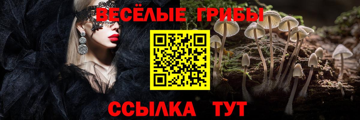 Галлюциногенные грибы Psilocybe  Зима 